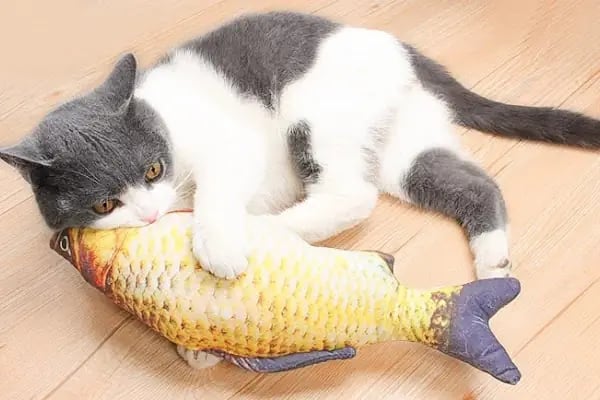 Antalya Alo Mama - Kedi maması Hemen mama - Resim 12
