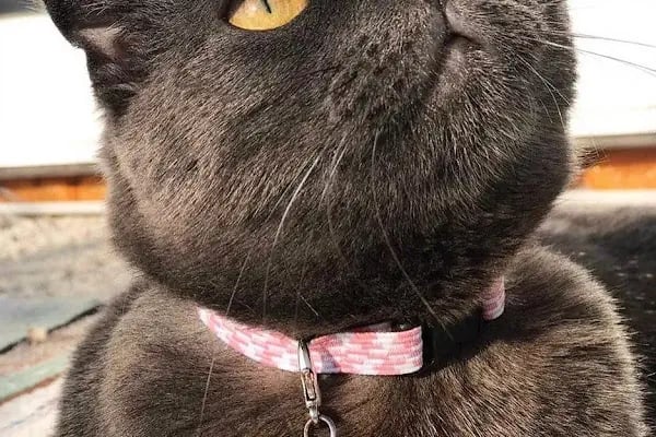Antalya Alo Mama - Kedi maması Hemen mama - Resim 7