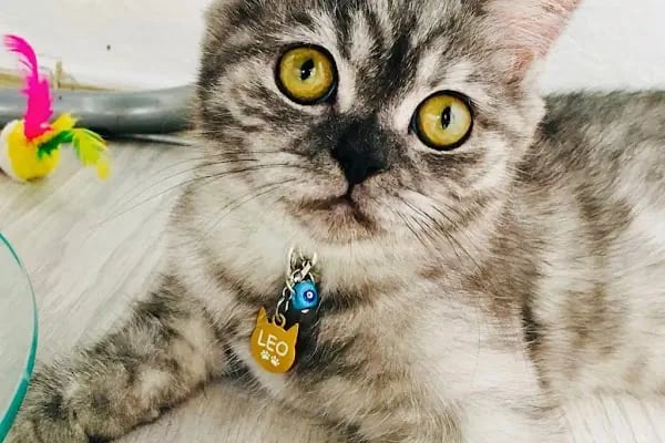 Antalya Alo Mama - Kedi maması Hemen mama - Resim 10
