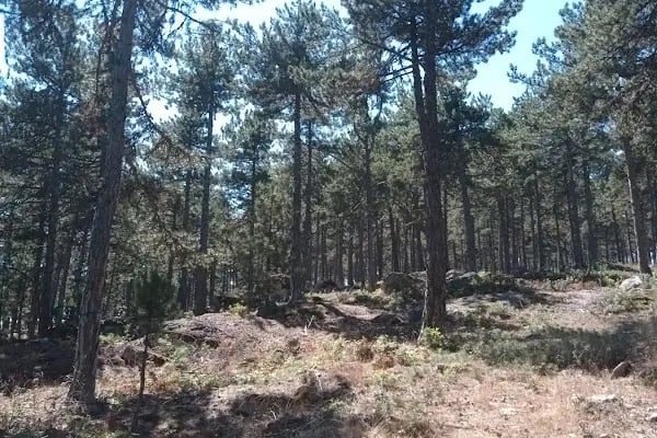 Görecik Yaylası Piknik Alanı - Resim 18