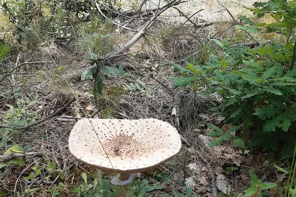 Görecik Yaylası Piknik Alanı - Resim 11