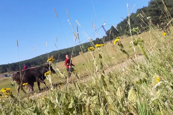 Görecik Yaylası Piknik Alanı - Resim 16