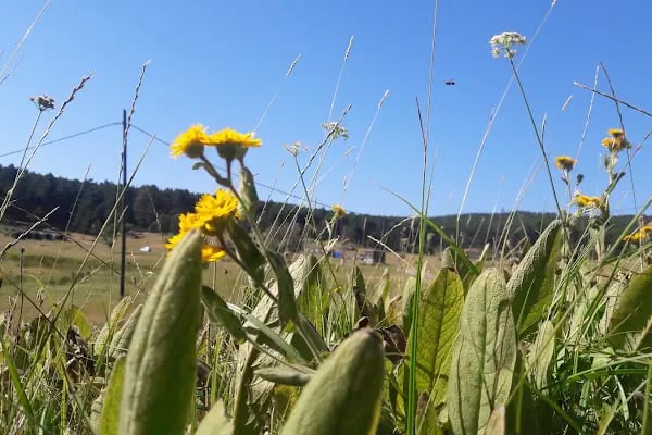 Görecik Yaylası Piknik Alanı - Resim 4