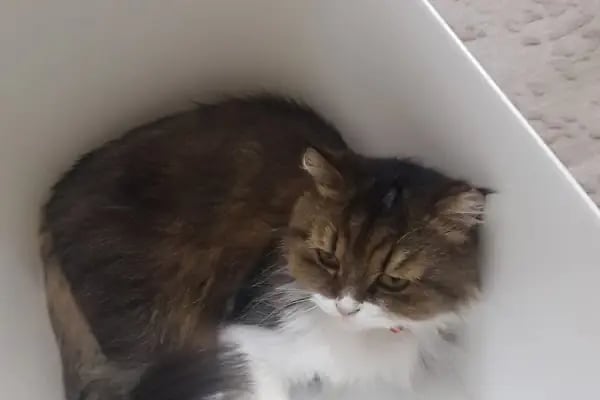 Yurtiçi Kargo Mesir - Resim 3