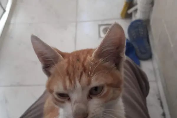 Arya Veteriner Kliniği - Resim 3