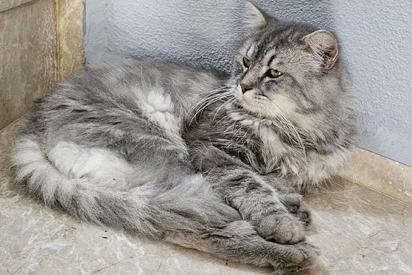 Arya Veteriner Kliniği - Resim 4