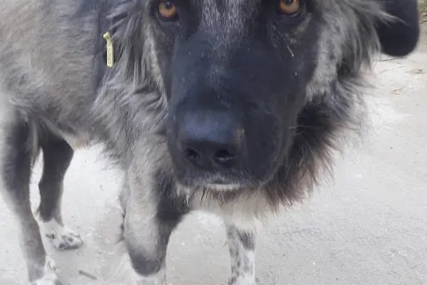 Arya Veteriner Kliniği - Resim 10