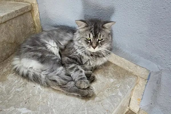 Arya Veteriner Kliniği - Resim 20