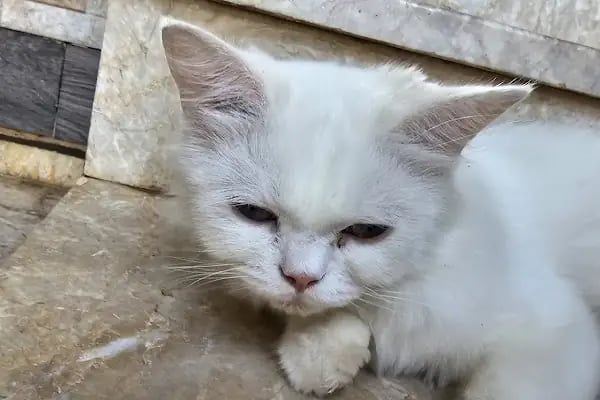 Arya Veteriner Kliniği - Resim 2
