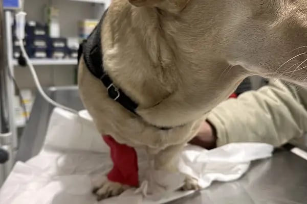 Arya Veteriner Kliniği - Resim 17