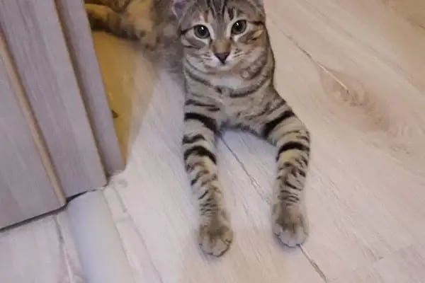 Arya Veteriner Kliniği - Resim 12