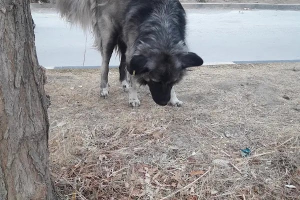Arya Veteriner Kliniği - Resim 8