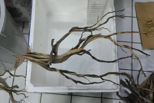 hobivaryum akvaryum petshop - Resim 3