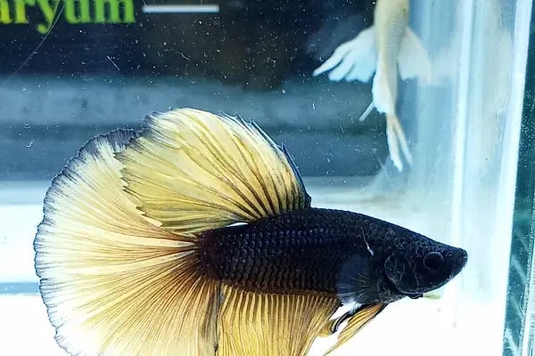 hobivaryum akvaryum petshop - Resim 7