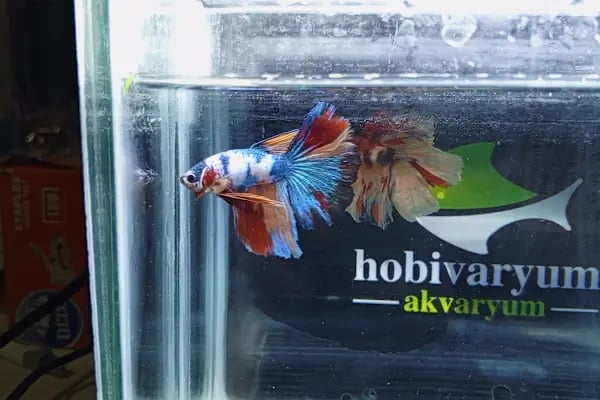 hobivaryum akvaryum petshop - Resim 10