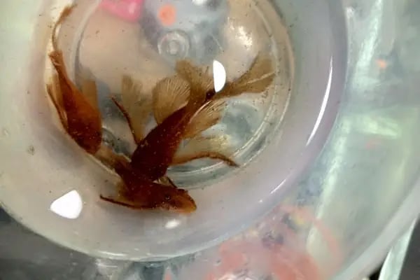 hobivaryum akvaryum petshop - Resim 19