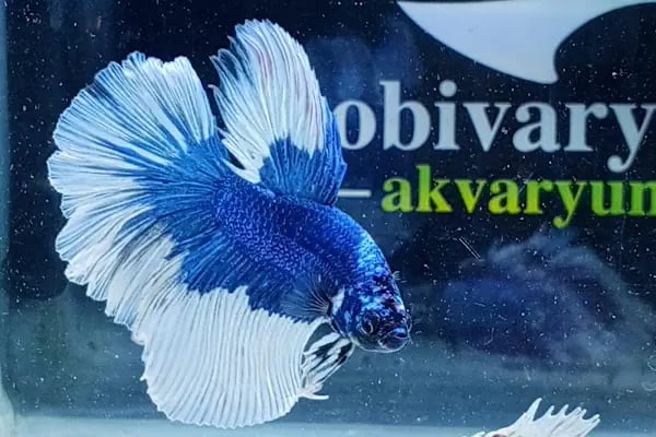 hobivaryum akvaryum petshop - Resim 15