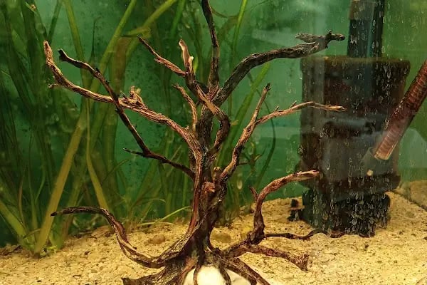 hobivaryum akvaryum petshop - Resim 9