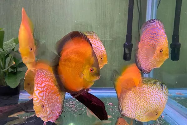 hobivaryum akvaryum petshop - Resim 14