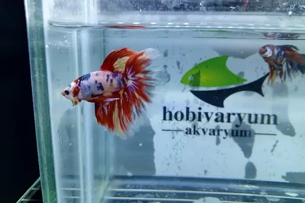 hobivaryum akvaryum petshop - Resim 2
