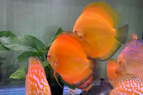 hobivaryum akvaryum petshop - Resim 12