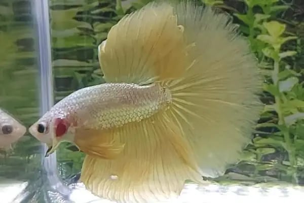hobivaryum akvaryum petshop - Resim 4