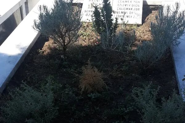 Kanarya Mezarlığı Memurluğu - Resim 19