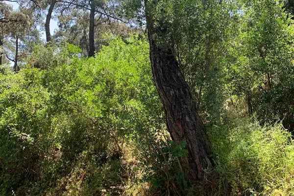 Büyükada Rum Ortodoks Kabristanı - Resim 15