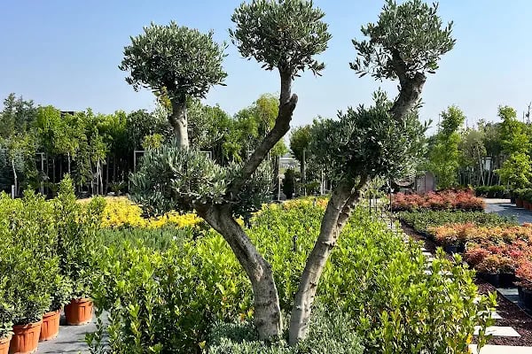Bambu Bahçe Market - Resim 3