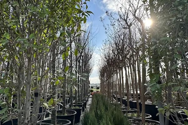Bambu Bahçe Market - Resim 20