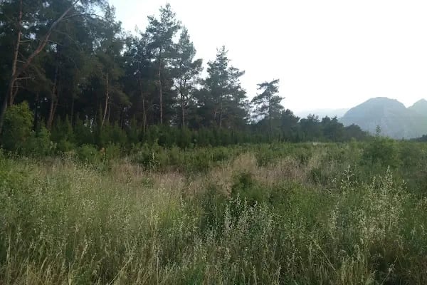 Düzler çamı - Resim 8