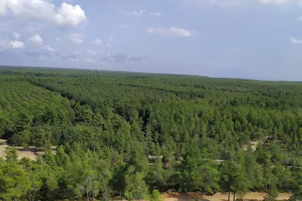 Düzler çamı - Resim 3