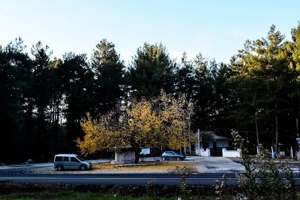Çiftmazı Tabiat Parkı - Resim 16