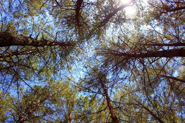 Çiftmazı Tabiat Parkı - Resim 2