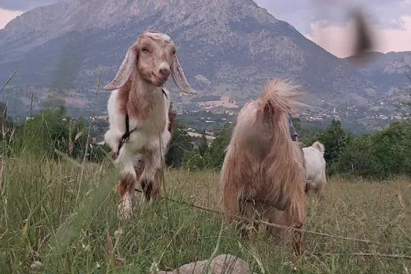 Kaanfil Dağı Milli Parkı - Resim 16