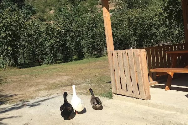 Maçka Camping - Resim 7