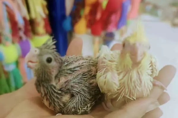 Hobi'den PetShop 3 - Resim 18