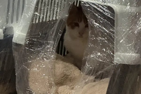 Bağcılar PET Shop Dünyası Kuş Kedi Köpek Maması Oyuncak - Resim 5
