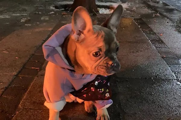 Bağcılar PET Shop Dünyası Kuş Kedi Köpek Maması Oyuncak - Resim 14