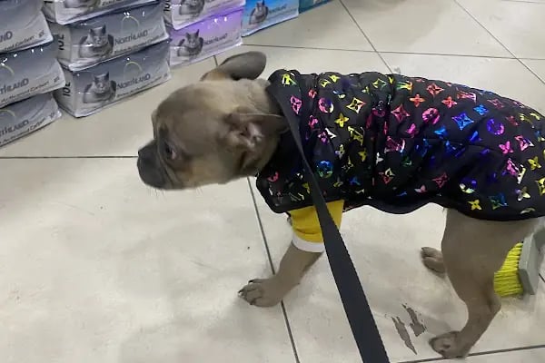 Bağcılar PET Shop Dünyası Kuş Kedi Köpek Maması Oyuncak - Resim 16