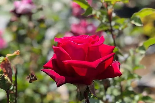 Akyurt Tarım Peyzaj - Resim 9