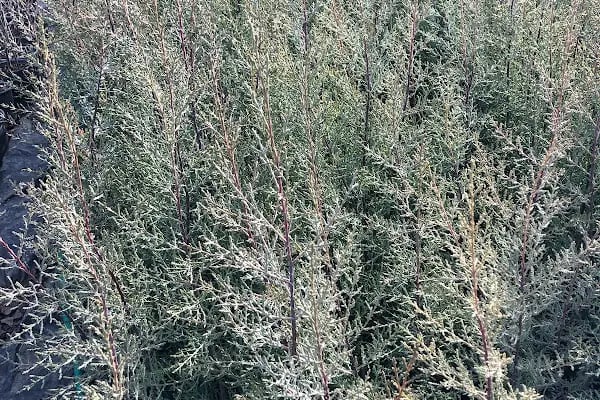 Akyurt Tarım Peyzaj - Resim 8