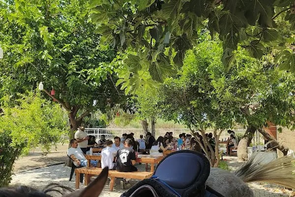 Ay Yıldız At Çiftliği - Resim 5