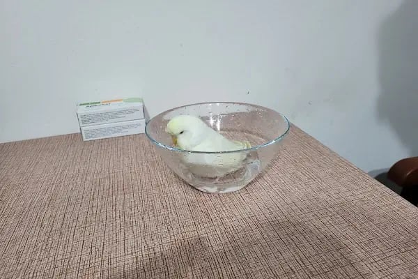 Polen Veteriner Kliniği 7/24 Acil - Resim 19