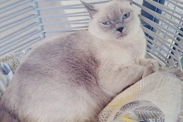 Polen Veteriner Kliniği 7/24 Acil - Resim 10