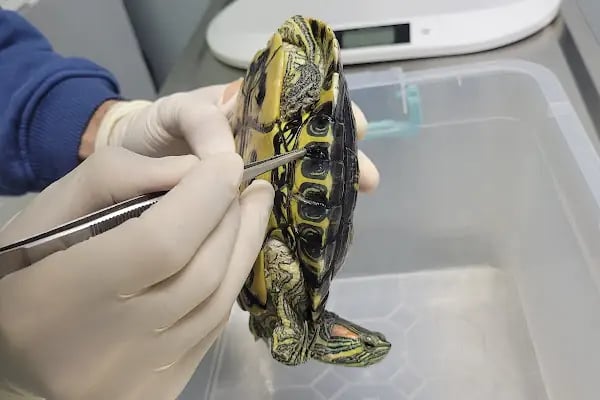 Polen Veteriner Kliniği 7/24 Acil - Resim 7