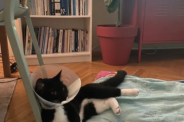 Polen Veteriner Kliniği 7/24 Acil - Resim 14