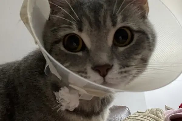 Polen Veteriner Kliniği 7/24 Acil - Resim 6