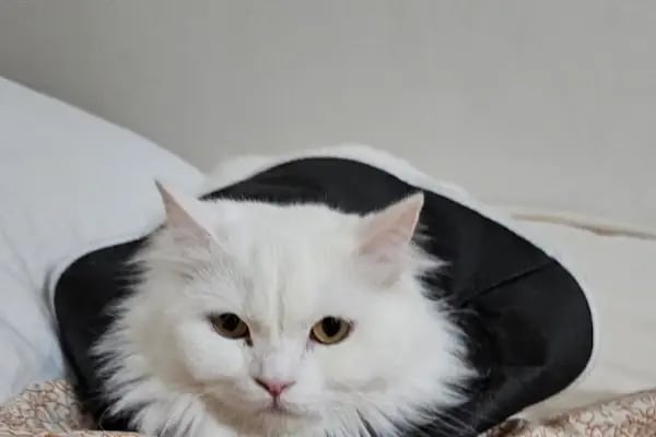 Polen Veteriner Kliniği 7/24 Acil - Resim 4
