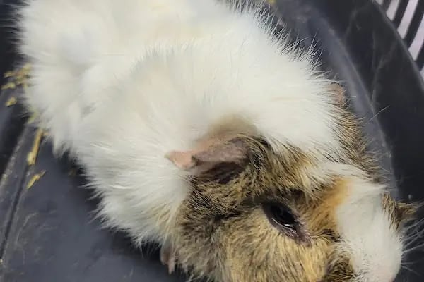 Polen Veteriner Kliniği 7/24 Acil - Resim 9